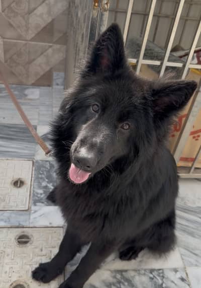 Rare Colour Black German Shepherd Female