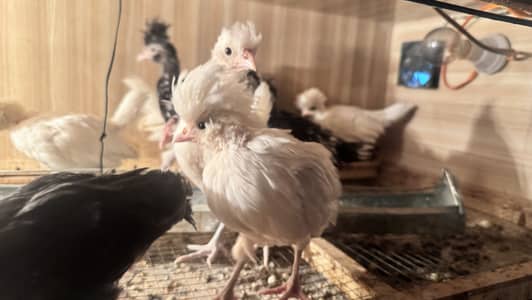 Polish chicks for sale