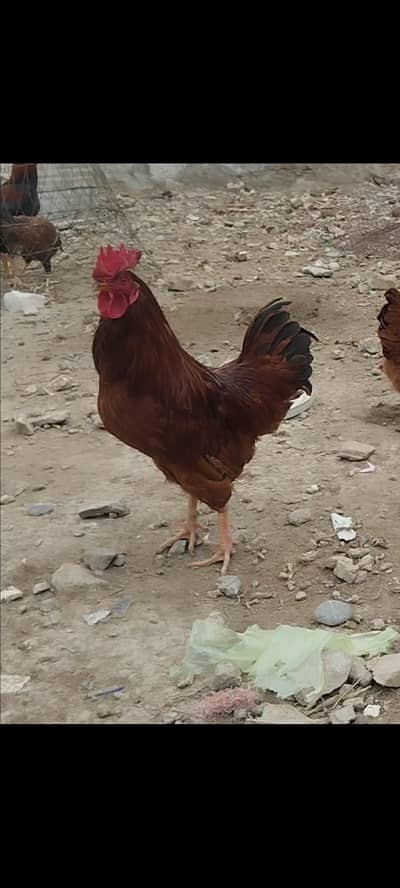 Pure RIR male for sale