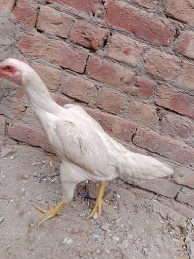 shamo aseel high quality shamo white premium quality