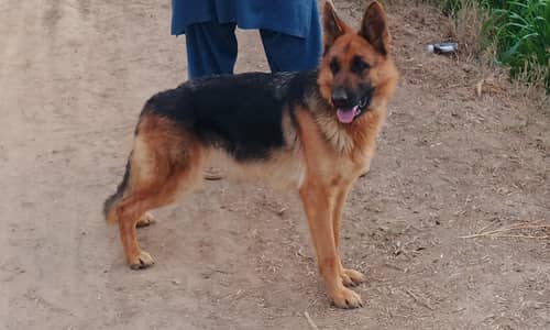 German shepherd female, heigh quality German shepherd, stock coat