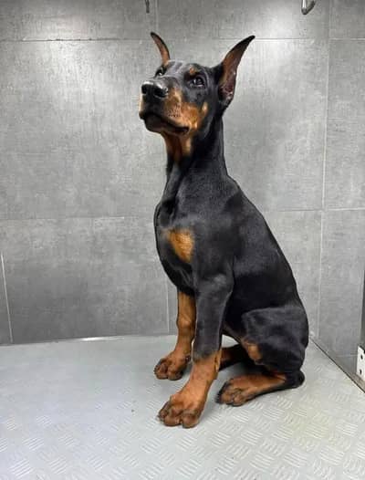 Imported Doberman puppy for sale
