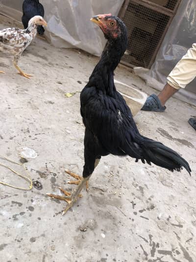 Shamo,walaiti chicks