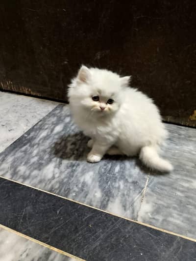 Persian long Cort baby punch face