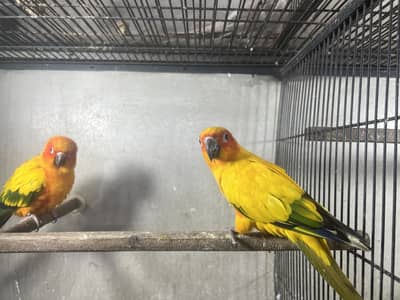 Sun Conor Bareedr Pair Available with dna 03069454944