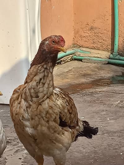 Andho wali pure aseel murgi