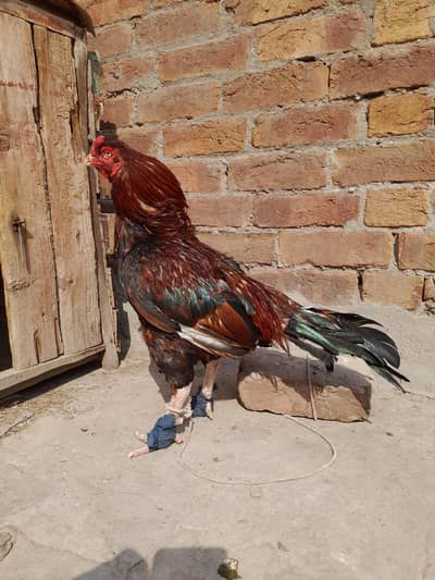 amroha aseel[0306-14-88-325]