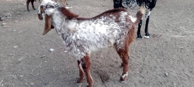 khasi bakra for sale