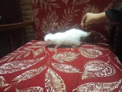 Cat with kitten 06 child with mom