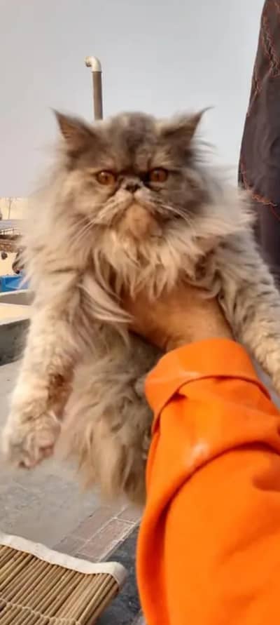 Pike Face Female Persian Cat