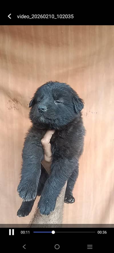 black German shepherd puppi