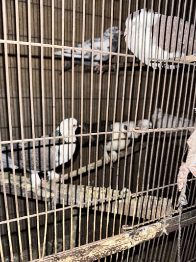 Kbotrs for sale fancy pigeons