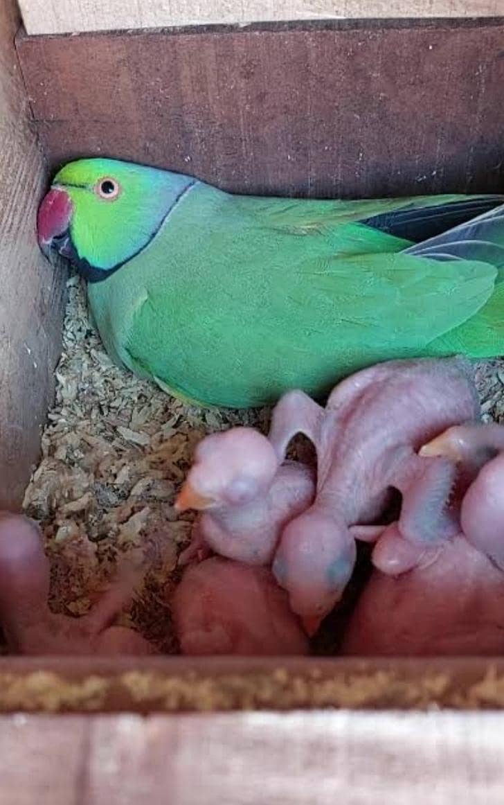 Green Ringneck Pair 0