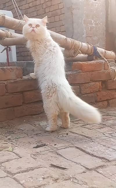 Extreme quality punch face male cat,