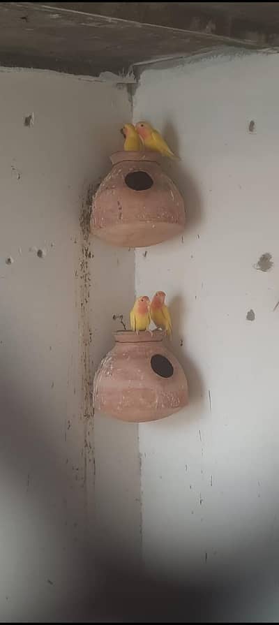 Lutino 4 piece available