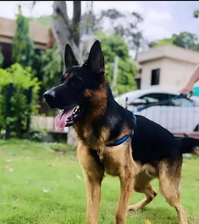 German Shepherd Stock Coat Stud Available.