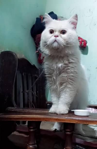 Extreme punch face male only female cats service