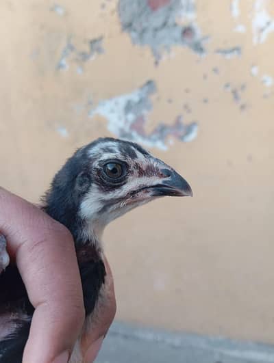 *Thai chicks/ Thai / burmi / dragon/*