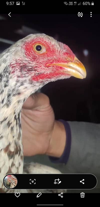 Japanese shamo pair available best quality 0/3/2/3/7/8/0/6/9/4/7