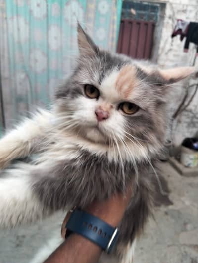 Name Muffin_  Female healthy active hai