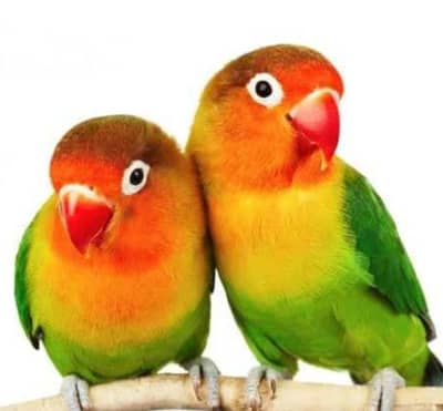 lovebirds Fischer's breader pair with cage