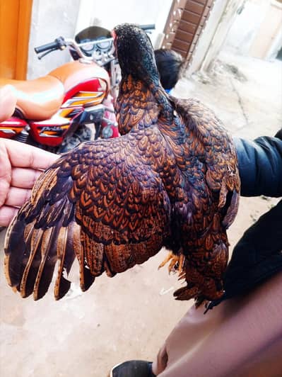 haigh quality peli mushki