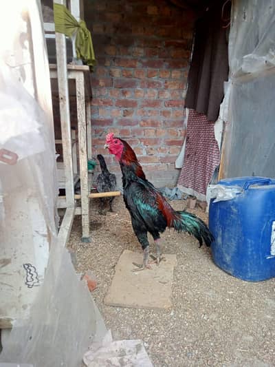 Thai pakoa full active or fit murga