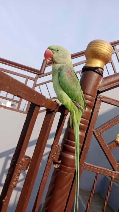 parrot for sale  healthy  parrot