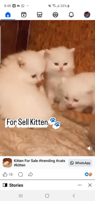 Persian kittens For Sale