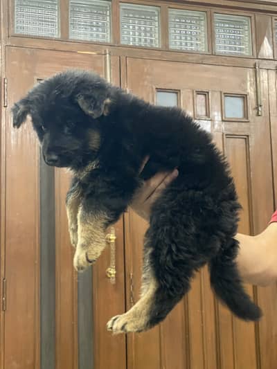 GERMAN SHEPHERD MALE PUPPY