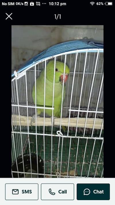 Ringneck female jungli for sale
