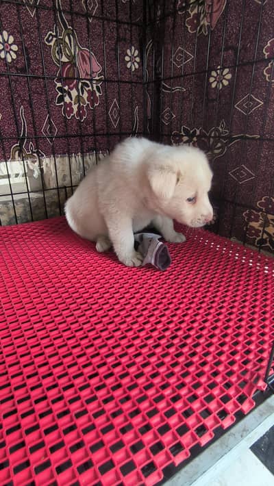 Six week Labrador Puppy