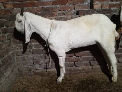 2 dant bakry full healthy and Activ