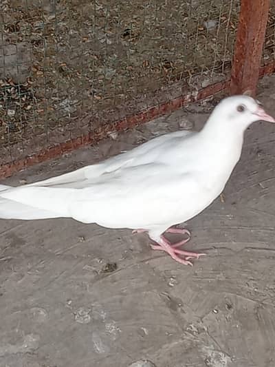 pigeons kids for sale