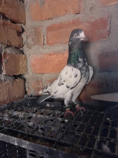 taddy golden baterry