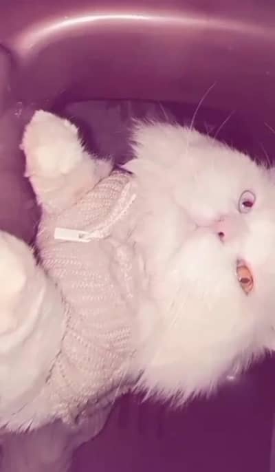 breader male white colour code eyes healthy hn mashallah sa