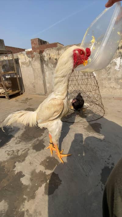 pure German not jpanies o shamo chicks available on booking also eggs