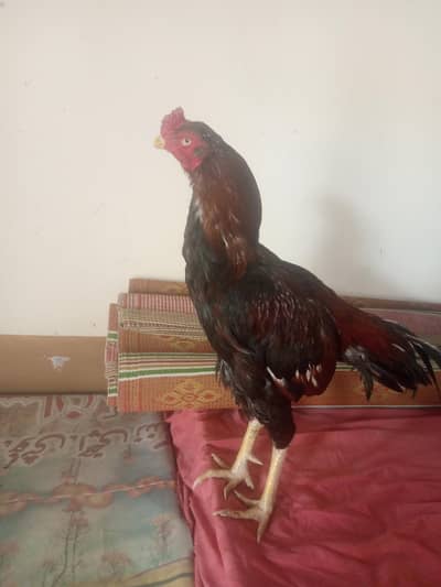 mazbot jold my miawali morga hy wshp number 03441644280