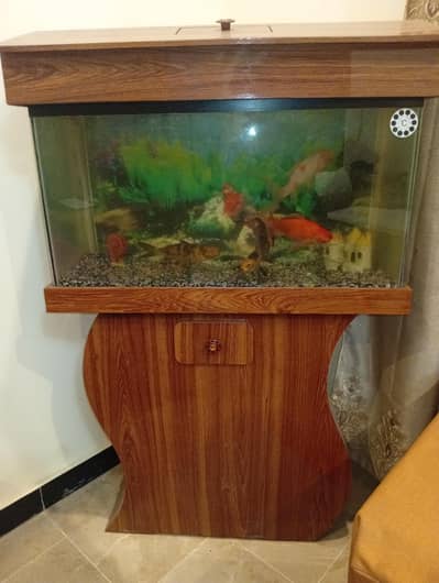 4 gold fish with new aquriam