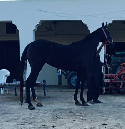 Brand ghori pure ravi breed