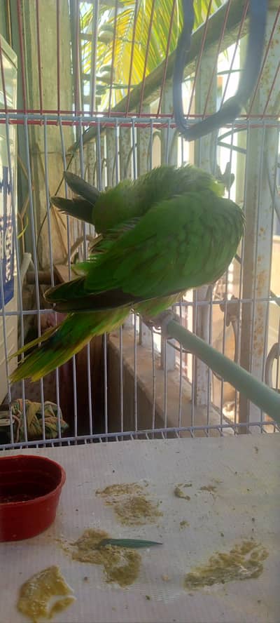 full bulti h female he