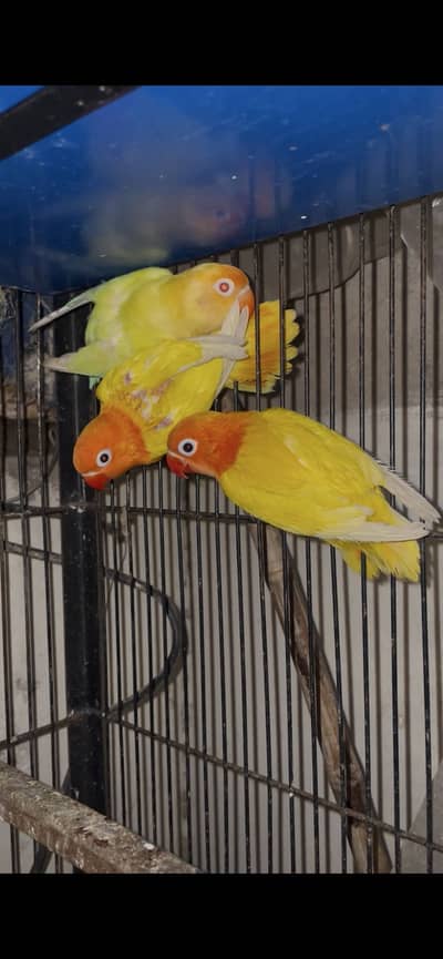 lutino dec opline ino