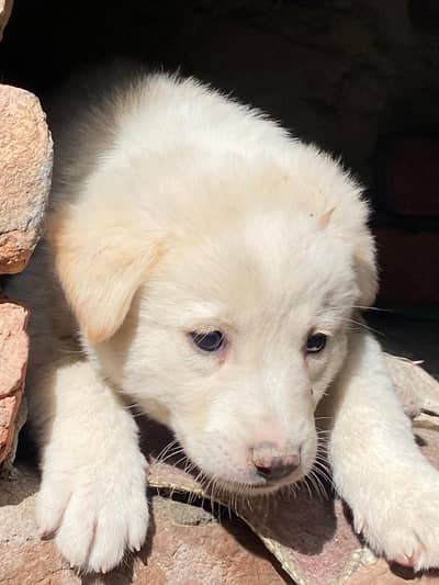 Premium Great Pyrenees Pup – Guardian Breed