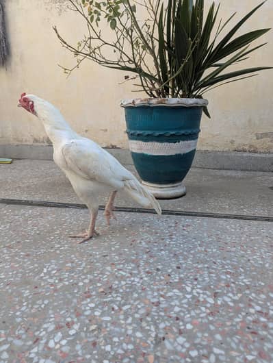 Heera patha pure white breed gauranteed. .