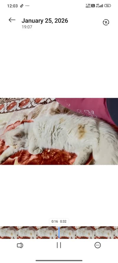 Himalayan fully trained and nice face