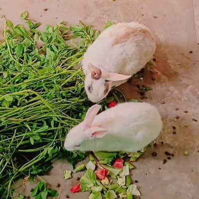 Rabbits breeder pair