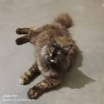 cat for sale Boht achi family me rakhne wali cat hai