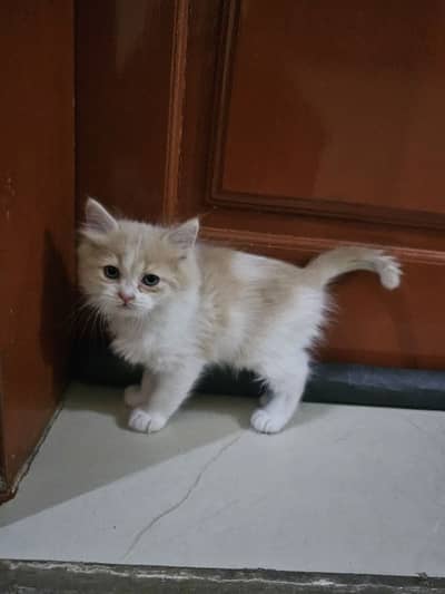 Persian Kittens