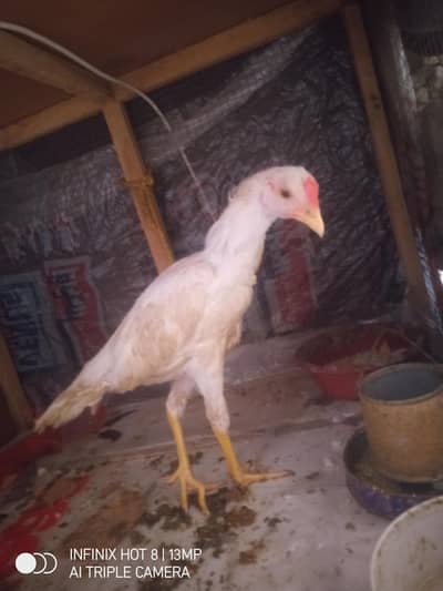 Heera aseel check healthy active available rawalpindi location