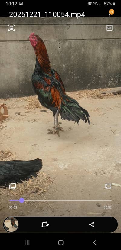 watnam pair +Shamo Murgi